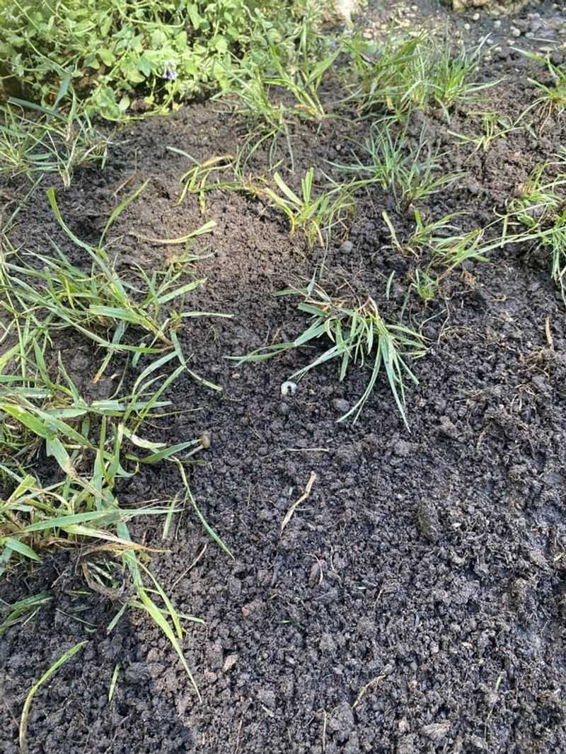 Thatch Management