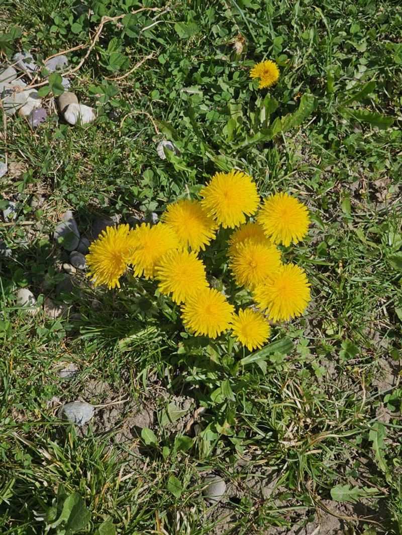Natural Soil Decompaction