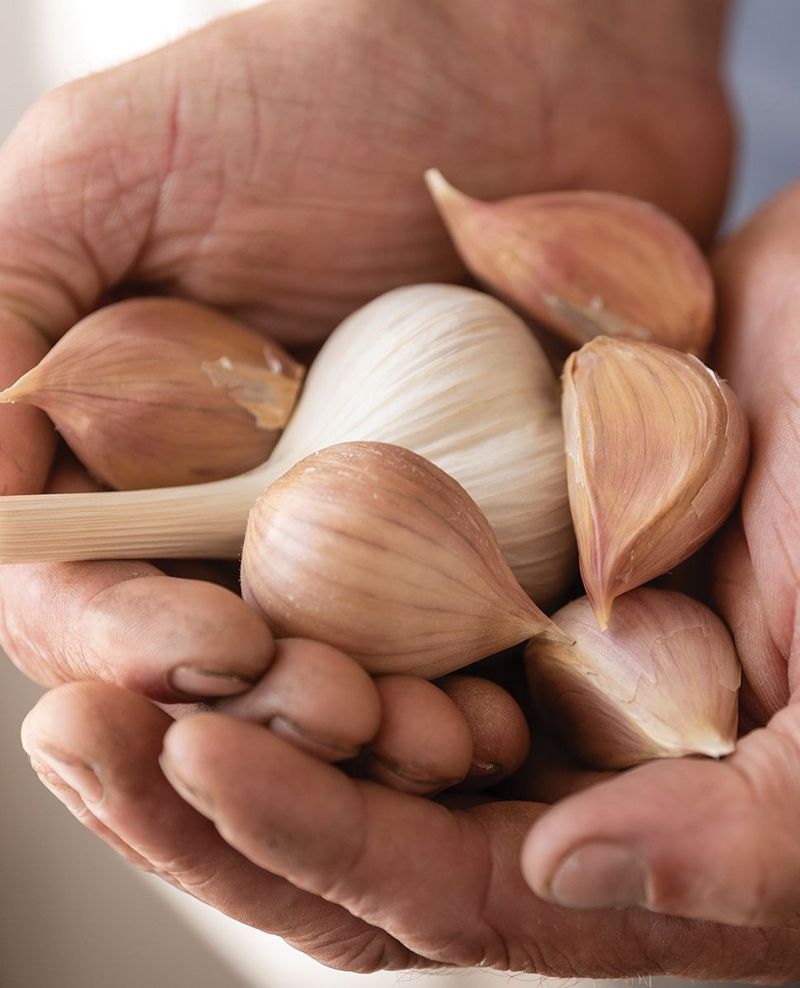 Using Grocery Store Garlic