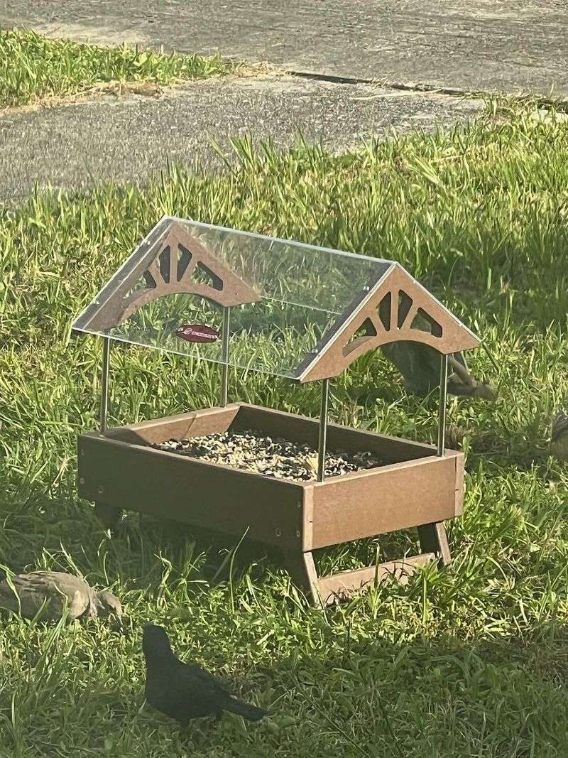 Feeding Birds Directly on the Ground