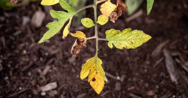Underwatering