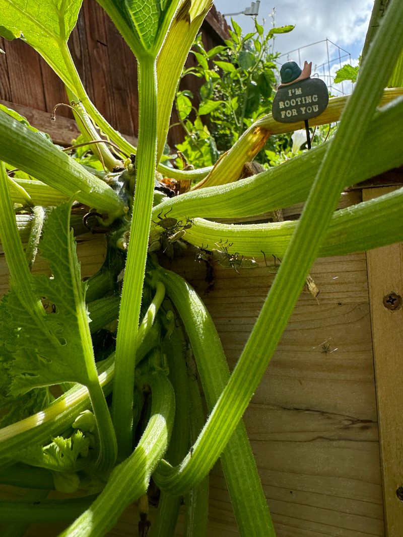 Squash Bug Infestations