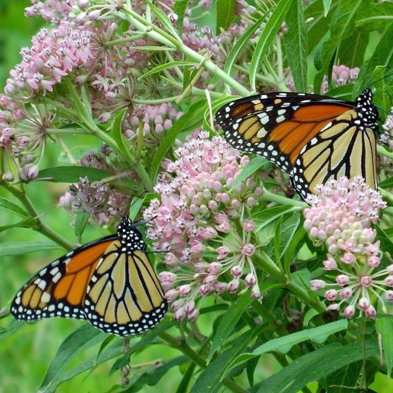Milkweed