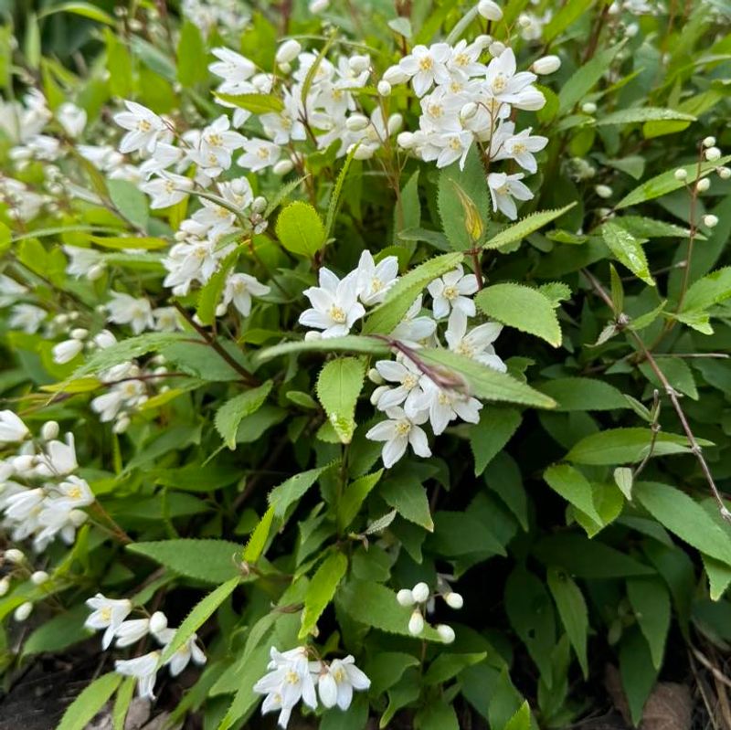 Deutzia 'Nikko'
