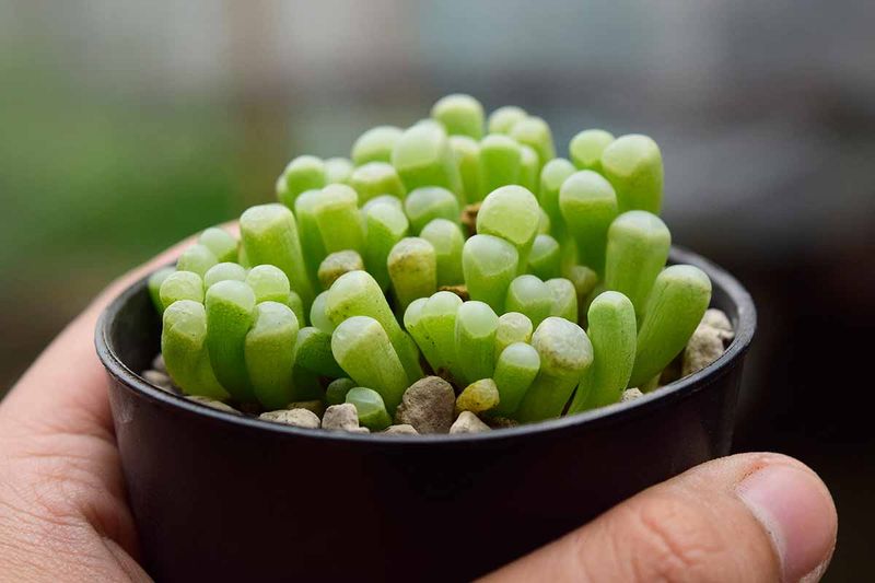 Fenestraria (Baby Toes)