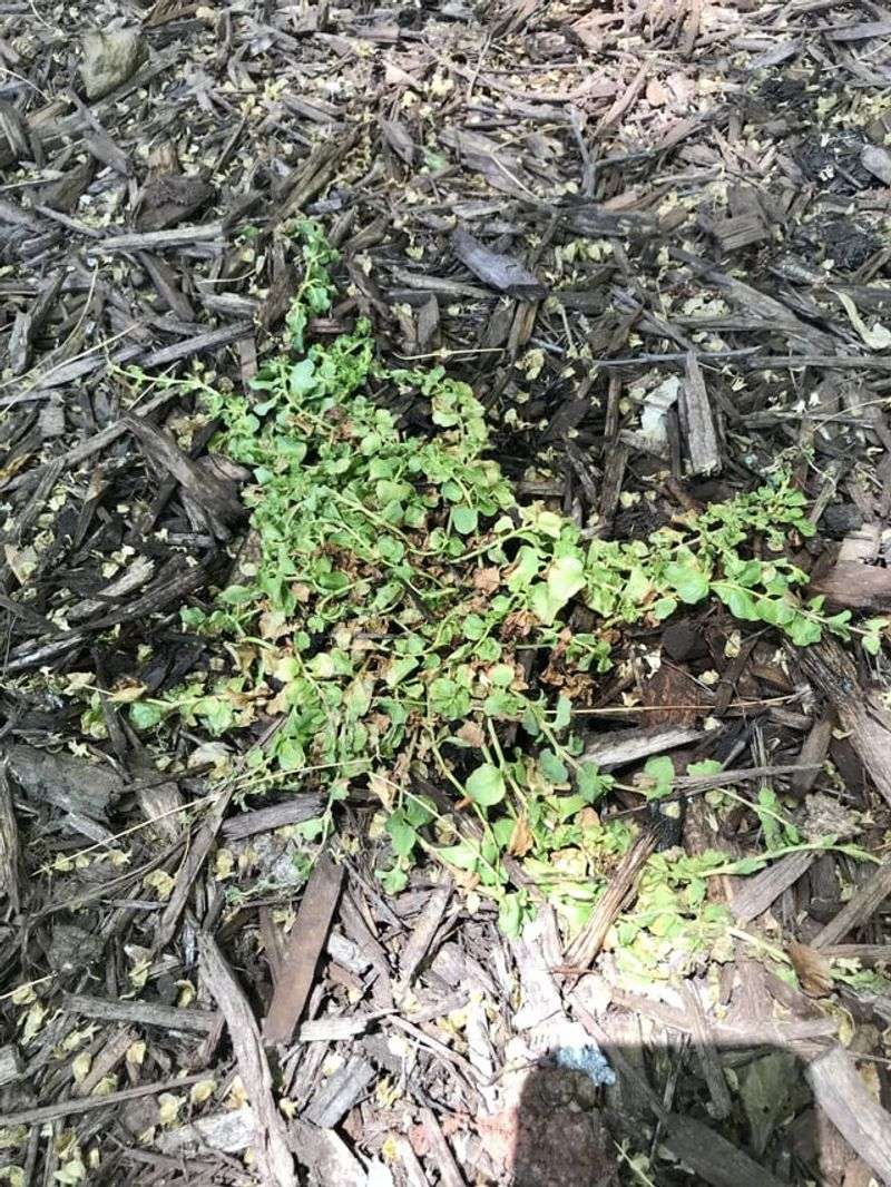 Creeping Jenny: From Golden Promise To Brown Reality