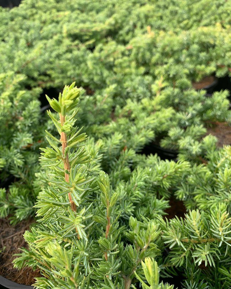 Creeping Juniper