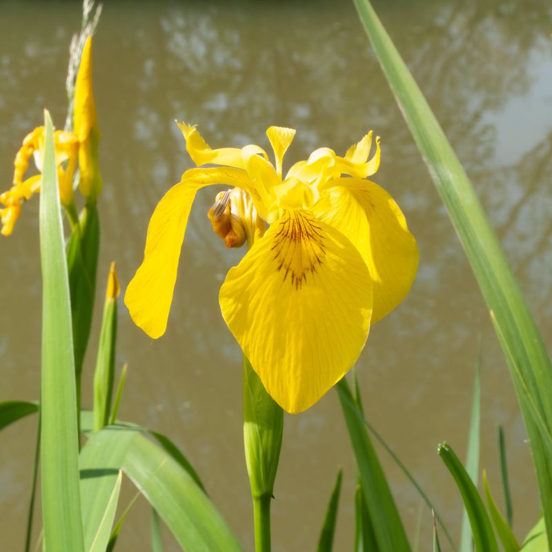 Yellow Flag Iris (Iris pseudacorus)