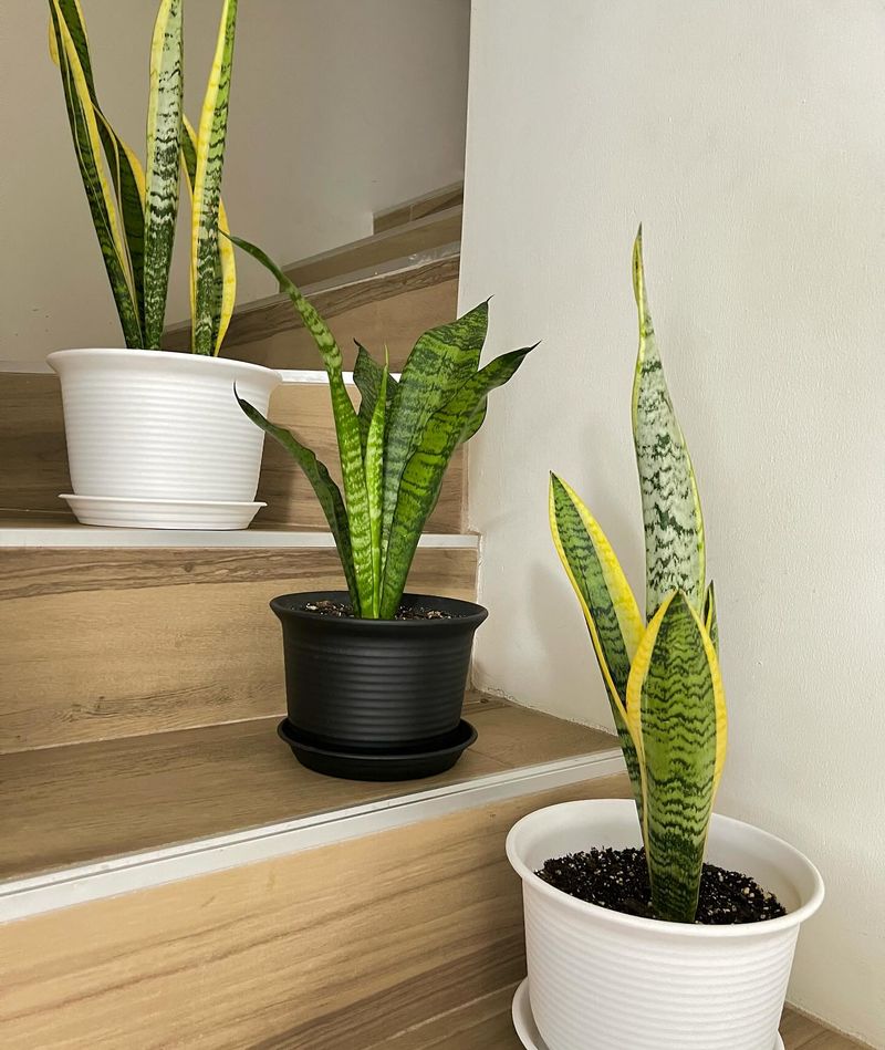 Snake Plant