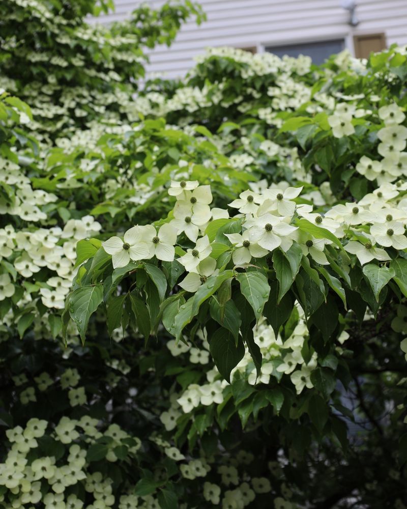 Kousa Dogwood