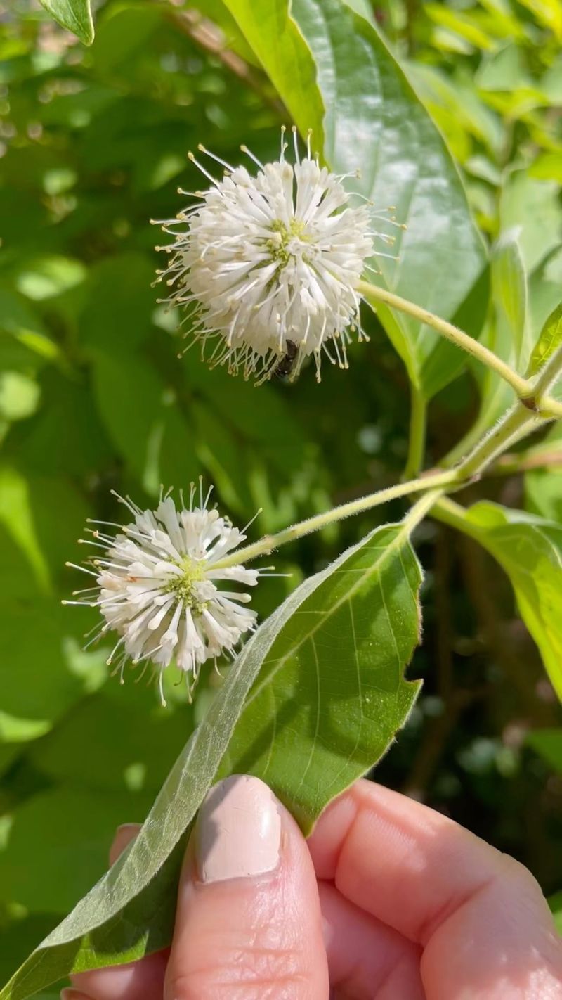 Buttonbush