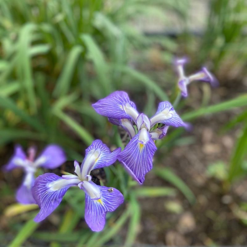 Build A Dedicated Iris Meditation Space