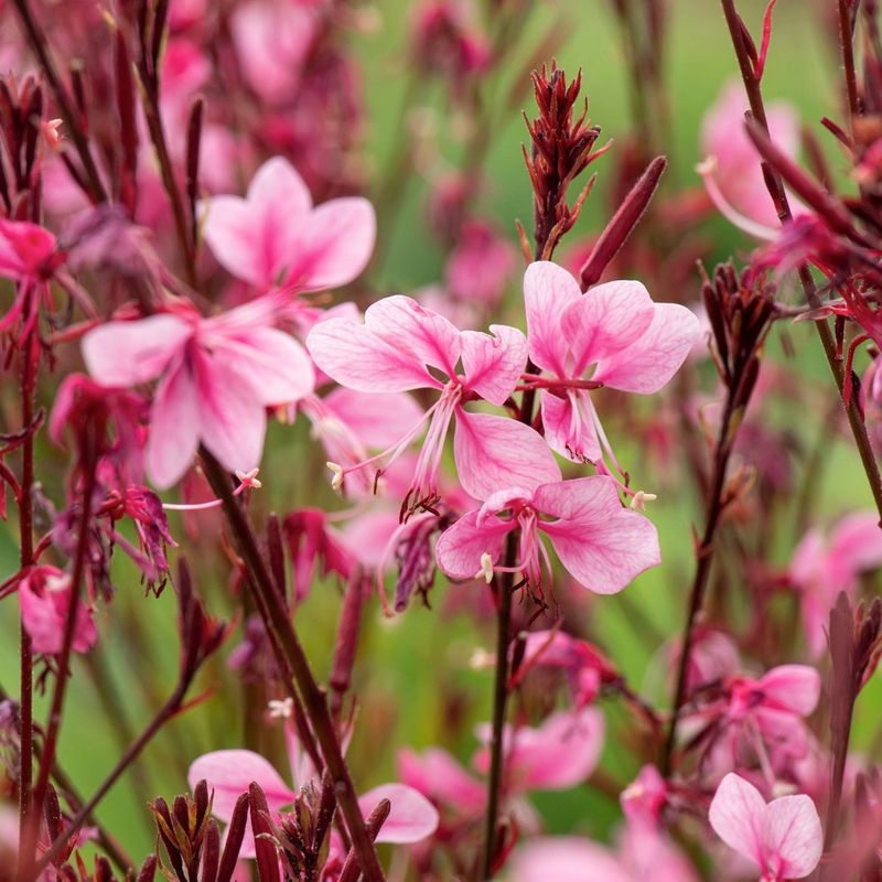Gaura