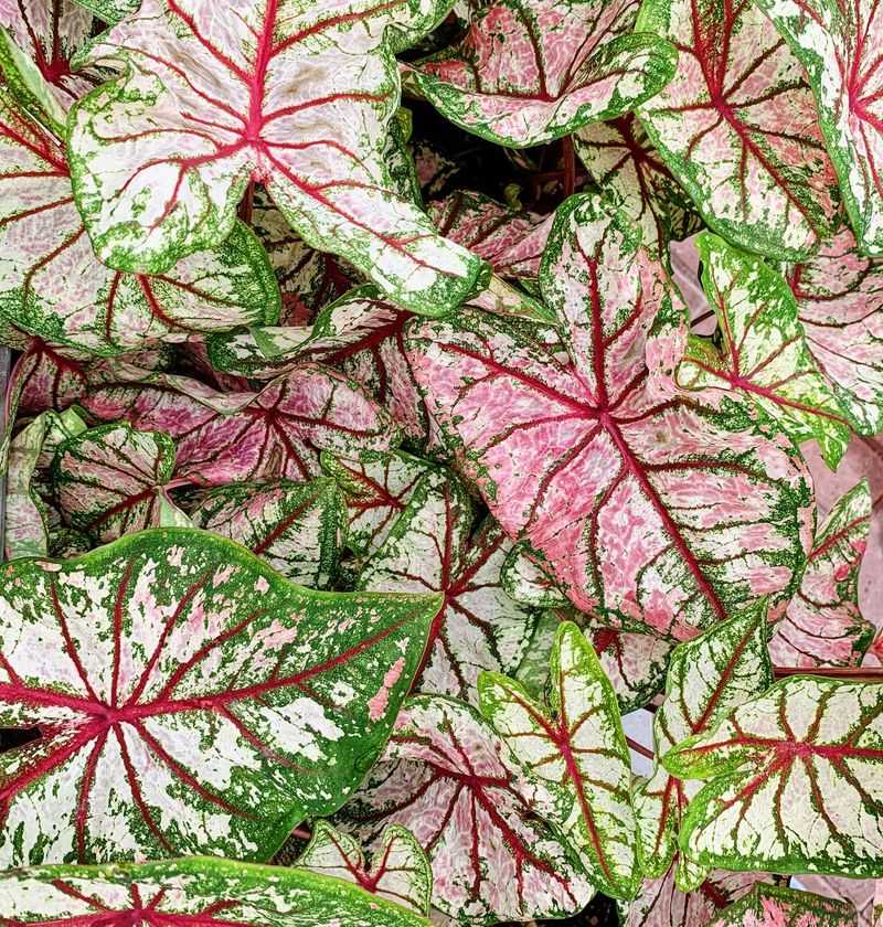 Caladium
