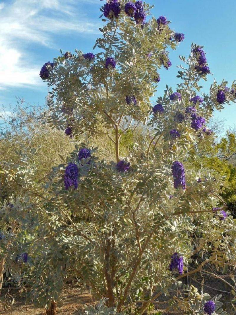 Coulter's Lupine