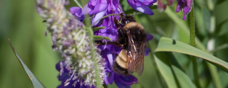 Yellow-Banded Bumblebee