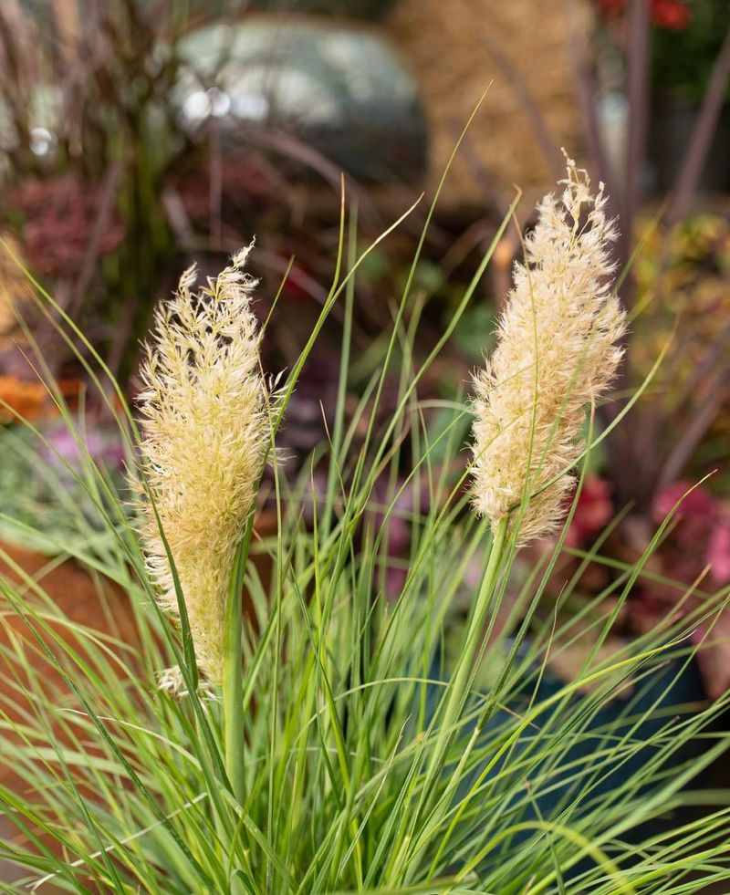 Dwarf Pampas Grass