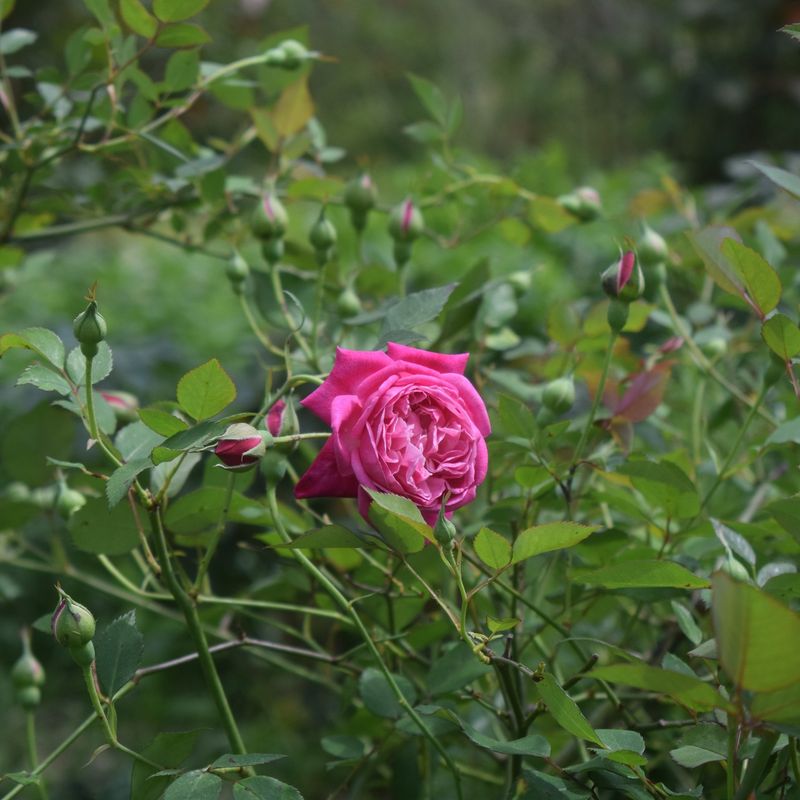 Diseased Roses