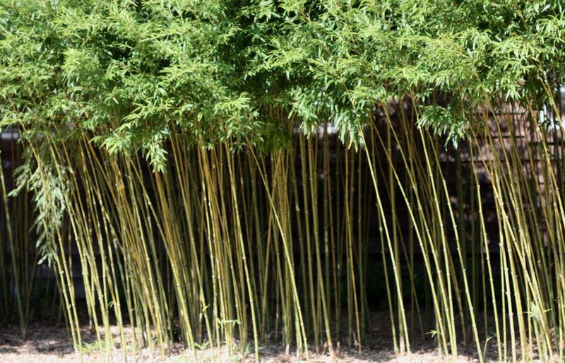 Running Bamboo