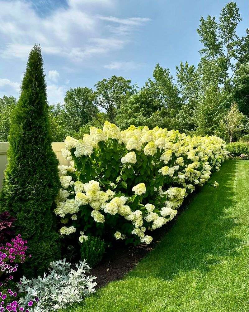 Limelight Hydrangea