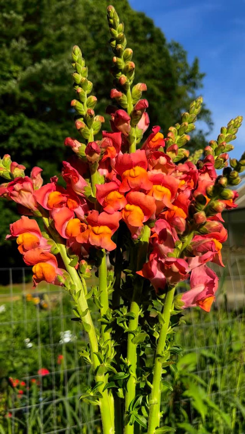 Snapdragons