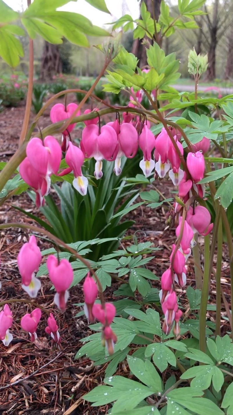 Bleeding Hearts