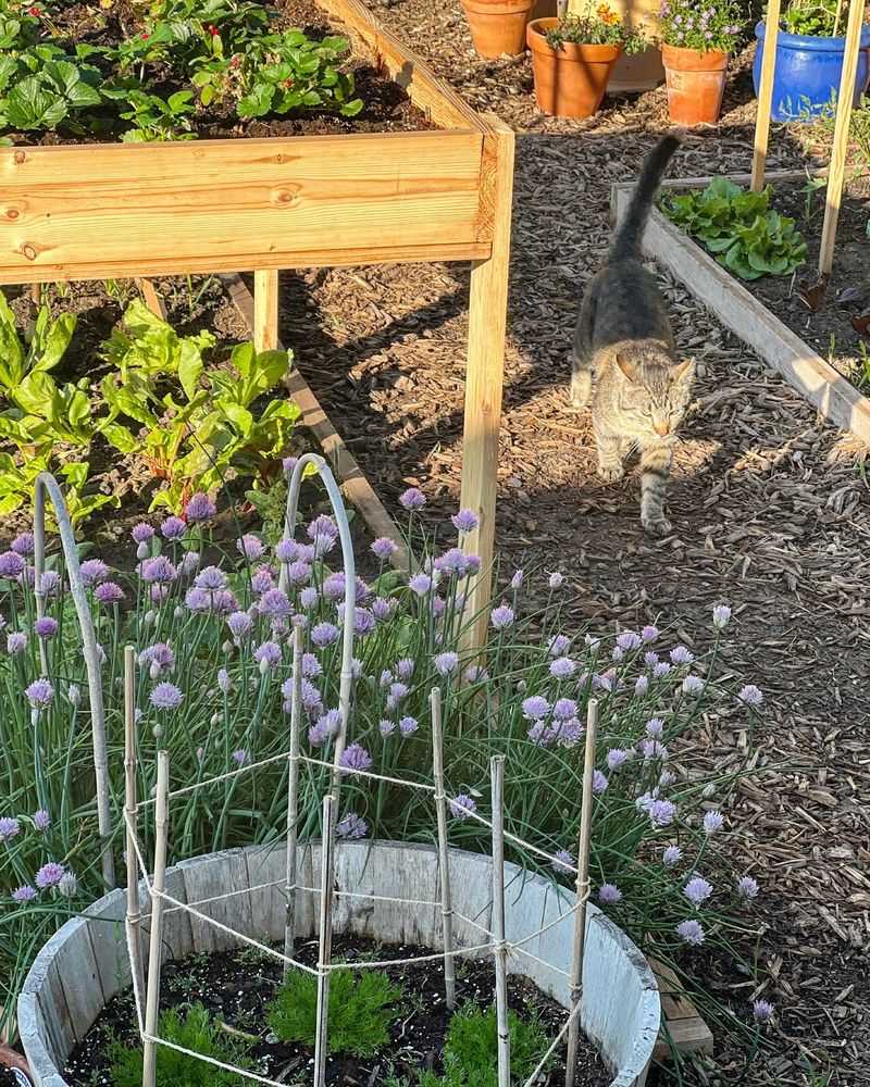 Chives
