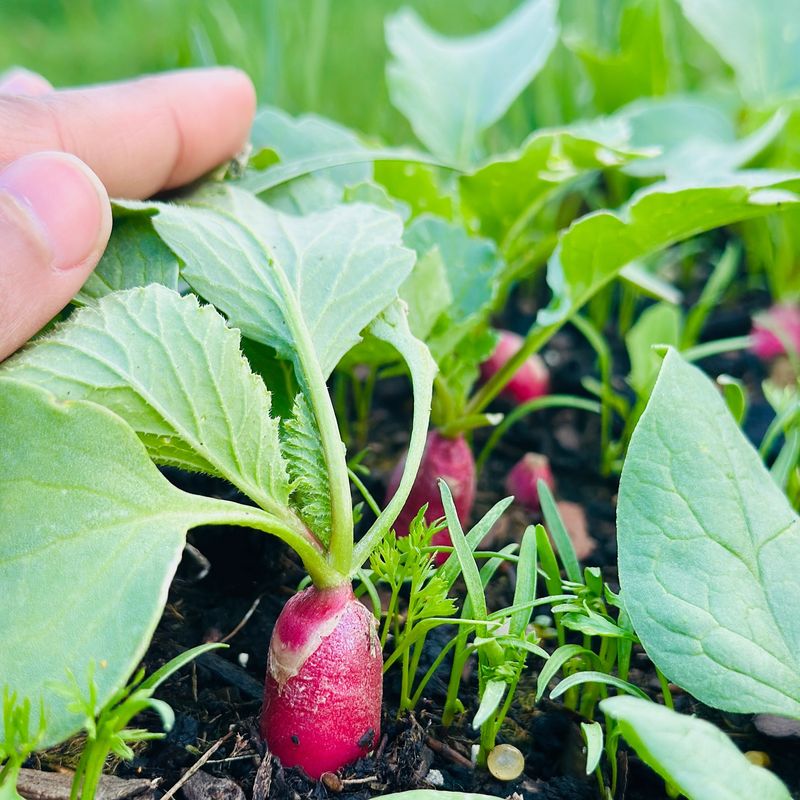 Radishes