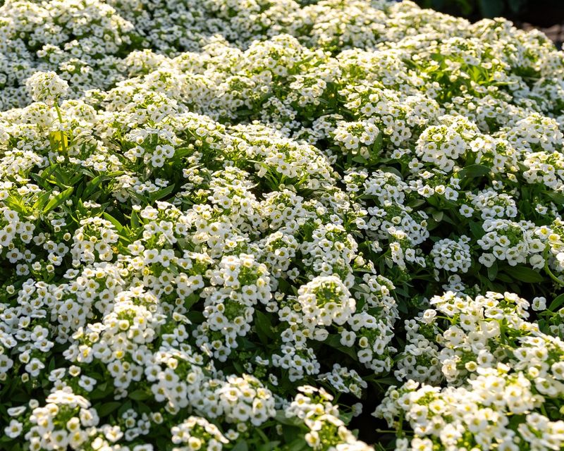 Sweet Alyssum
