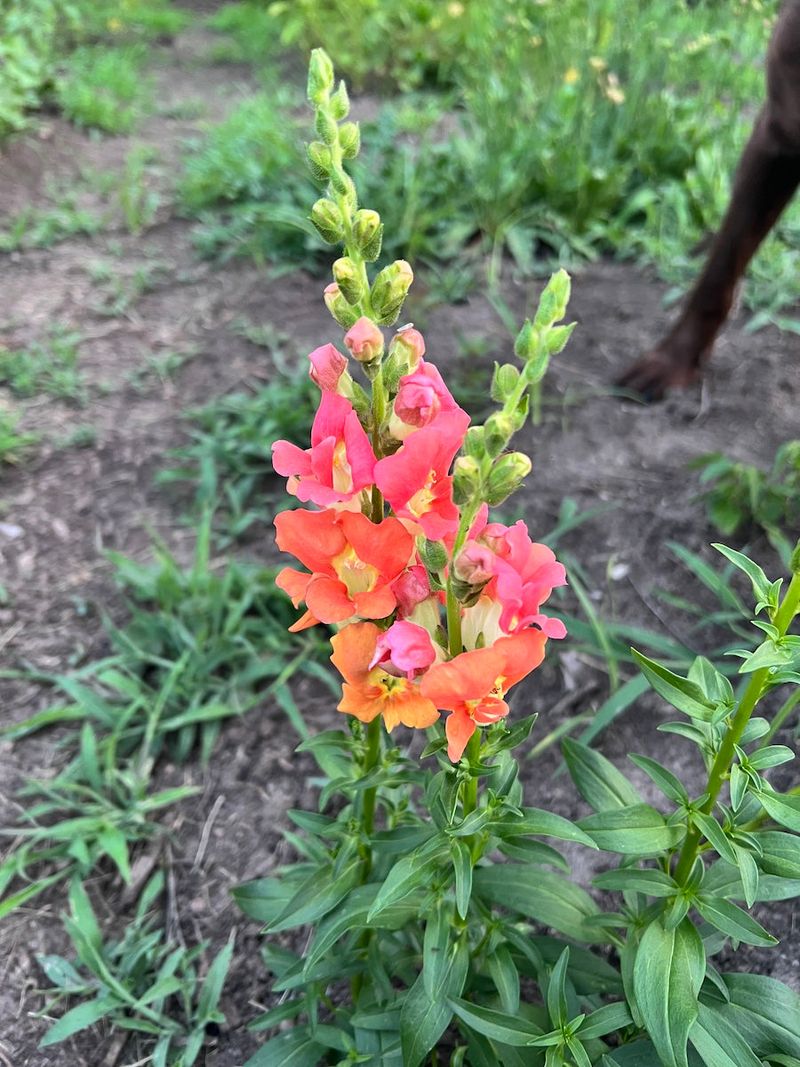 Snapdragons From Seed