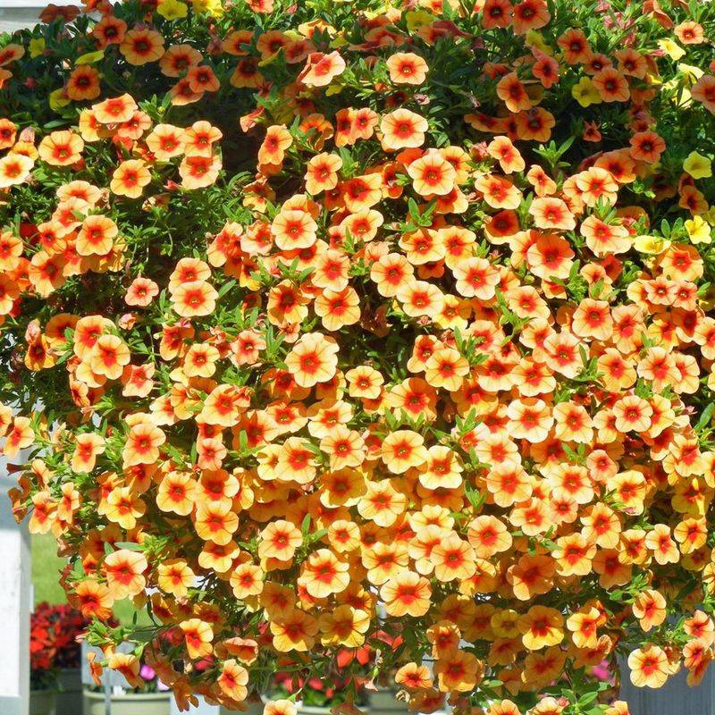 Heat-Loving Calibrachoa Shines All Season