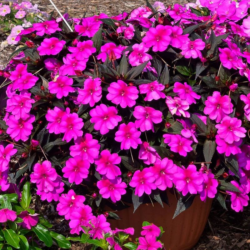 Impatiens