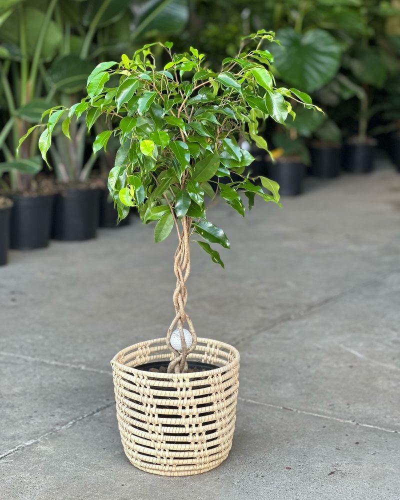 Ficus Benjamina