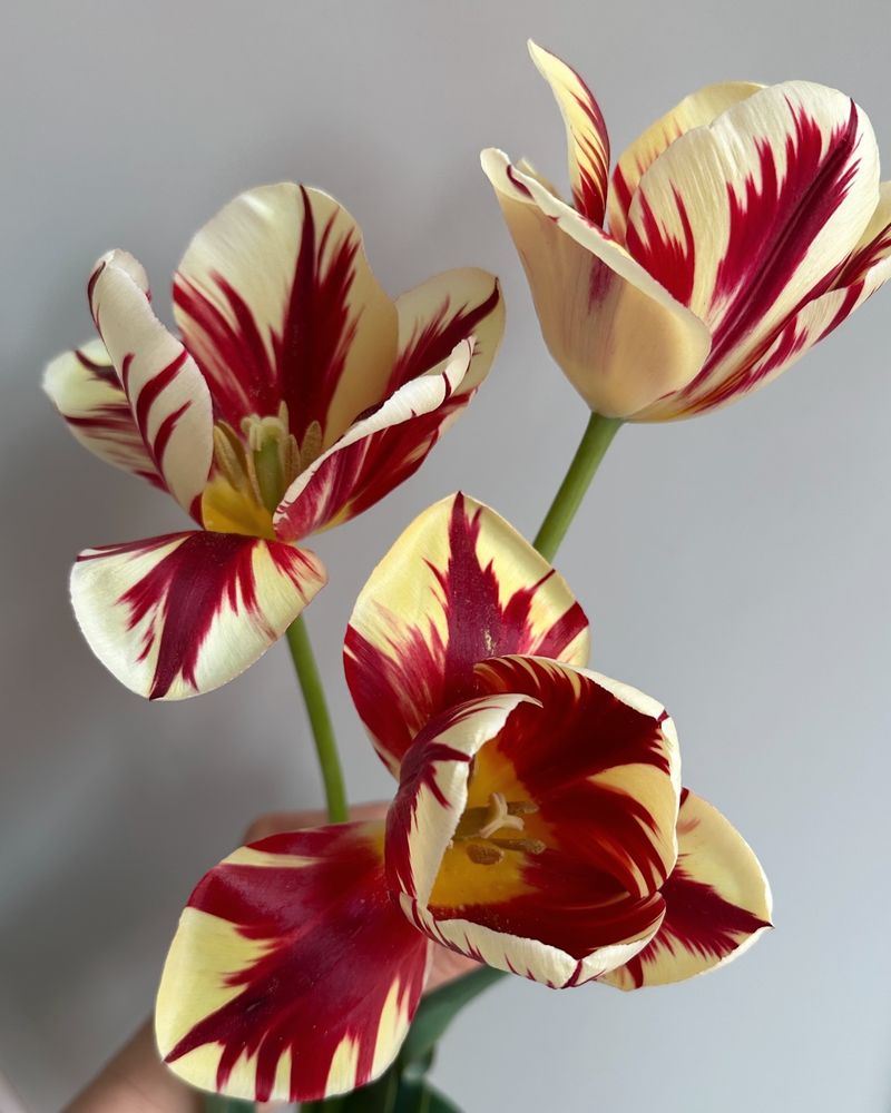Rembrandt Tulips