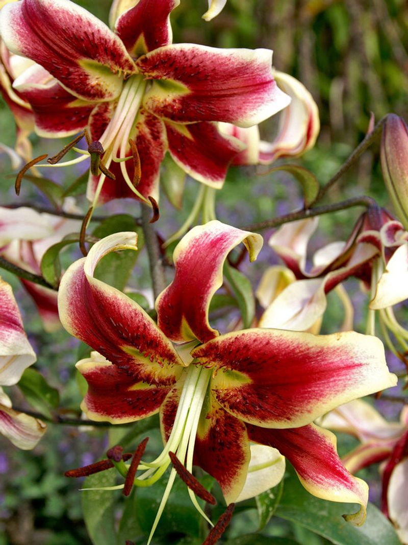 Lily 'Scheherazade'