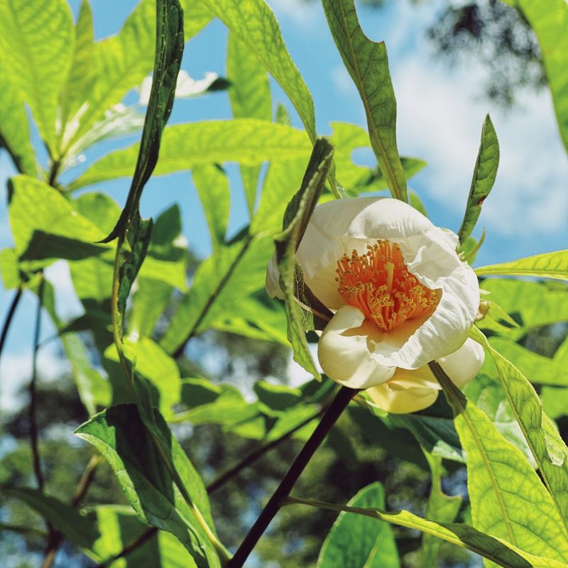 Franklin Tree (Franklinia alatamaha)