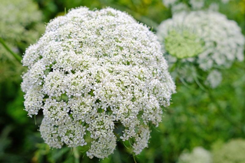 Queen Anne's Lace: The Wild Relative