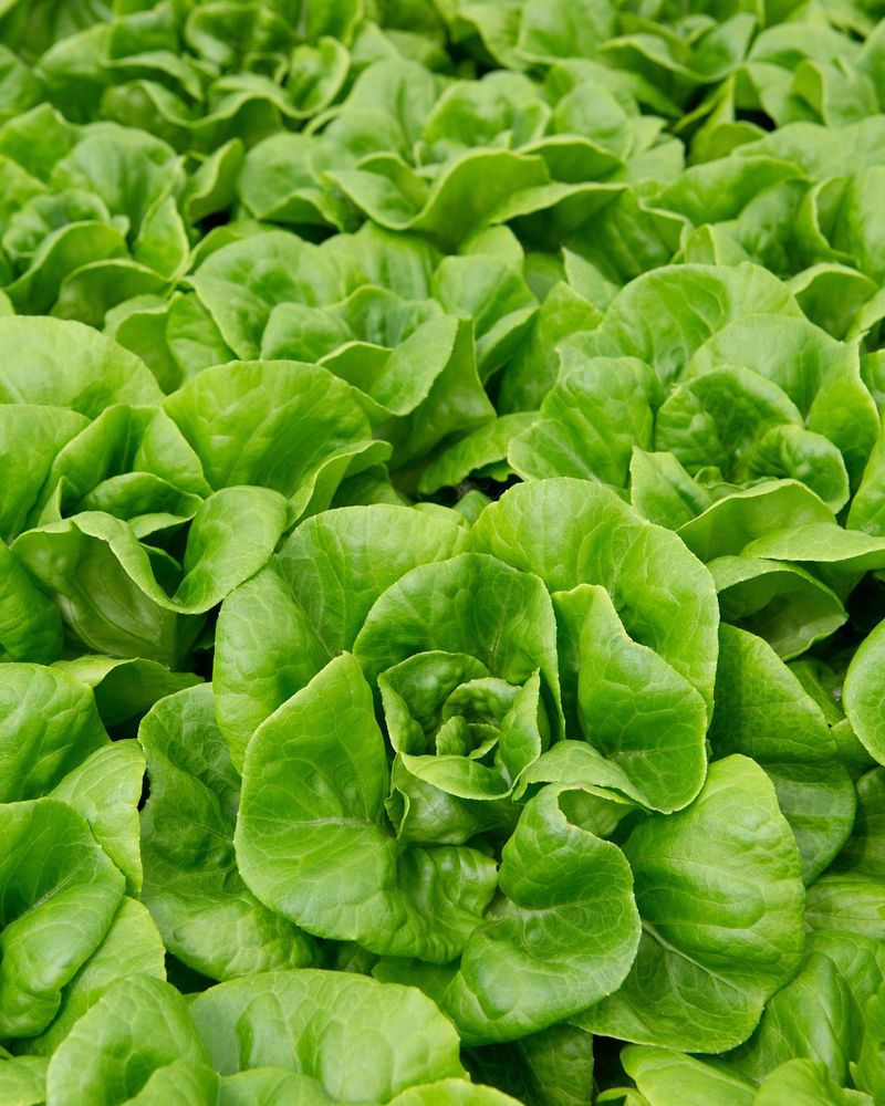 Lettuce