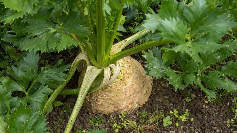 Celeriac: Ugly Duckling That Never Transforms