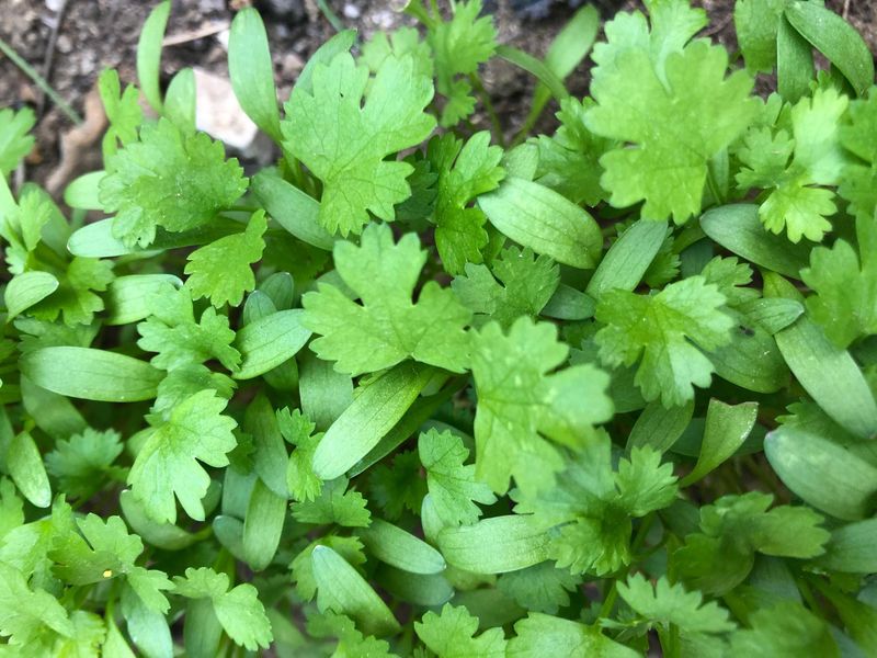Cilantro/Coriander: The Confusing Relative