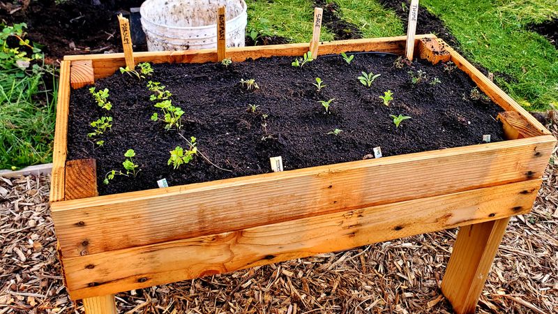 Raised Beds With Rich Soil