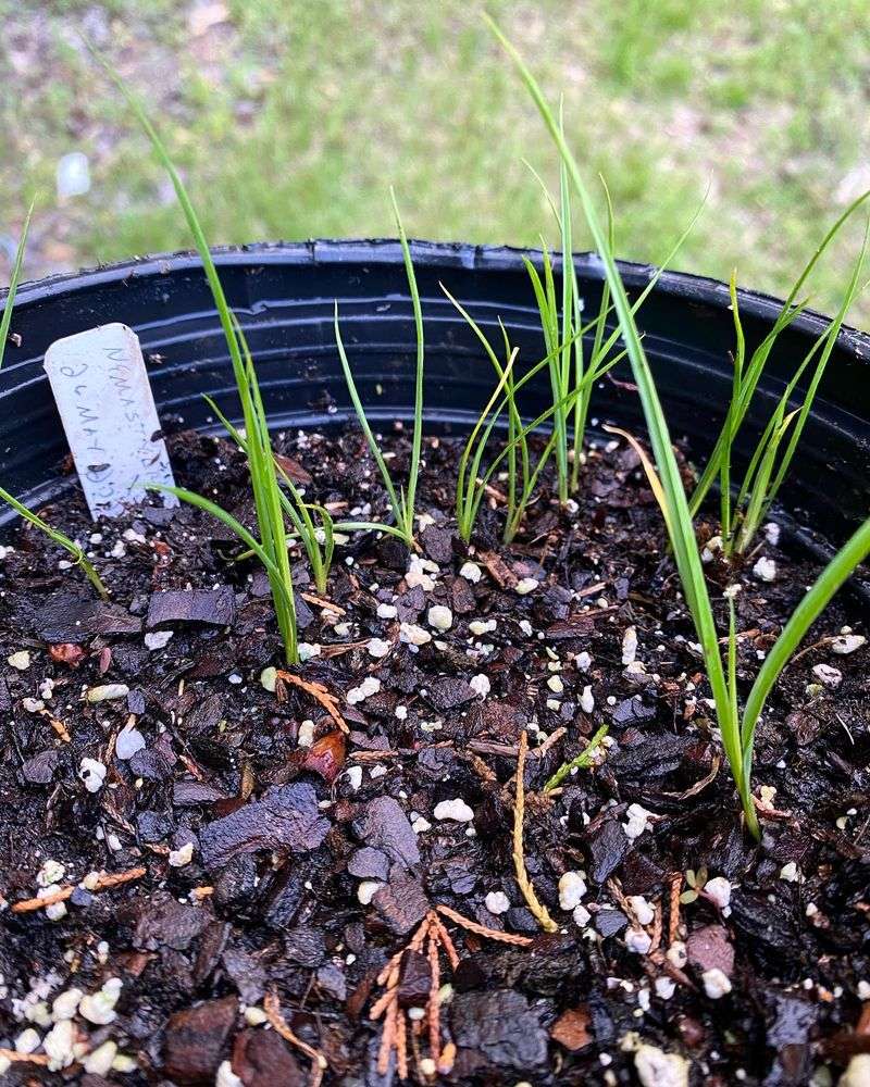 Understand Seed Dormancy