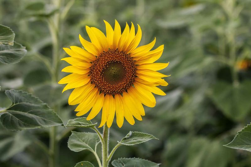 Overlooking Allelopathic Effects From Sunflowers