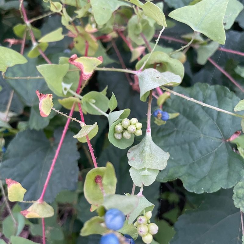 Mile-a-Minute Vine