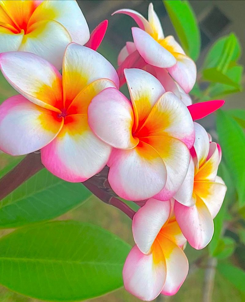 Plumeria