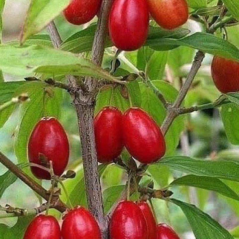 Cornelian Cherry