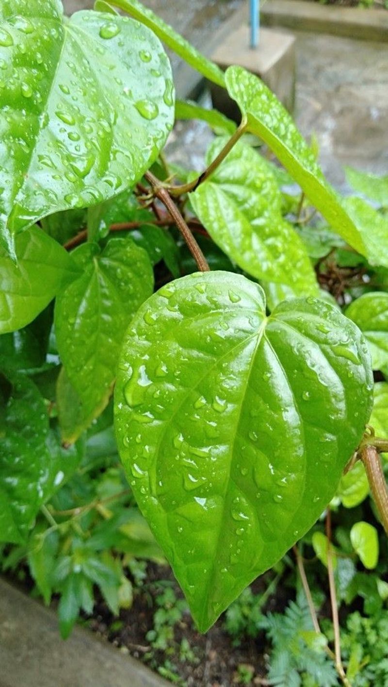 Betel Leaf
