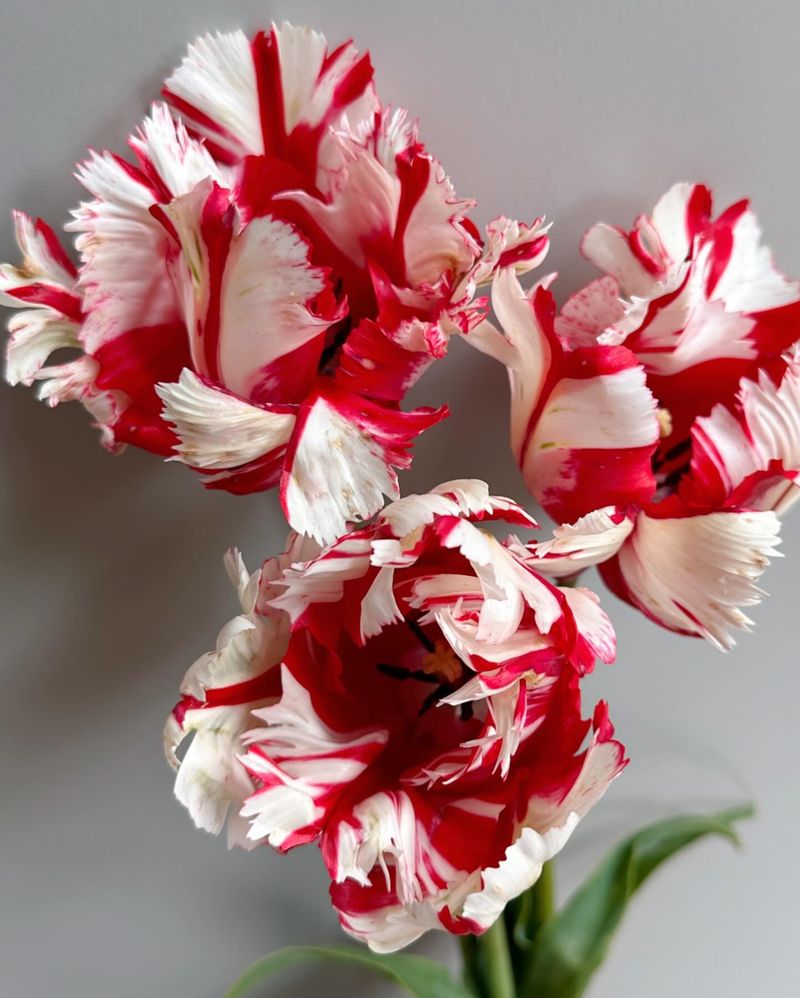 Cherry Red and Bright White: Classic Contrast