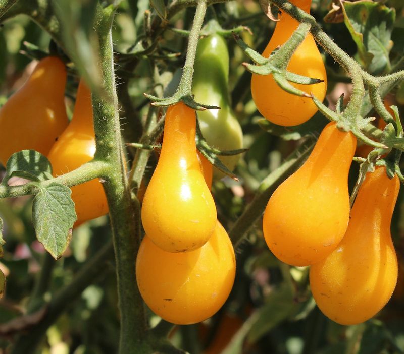 Yellow Pear: Decorative and Delicious