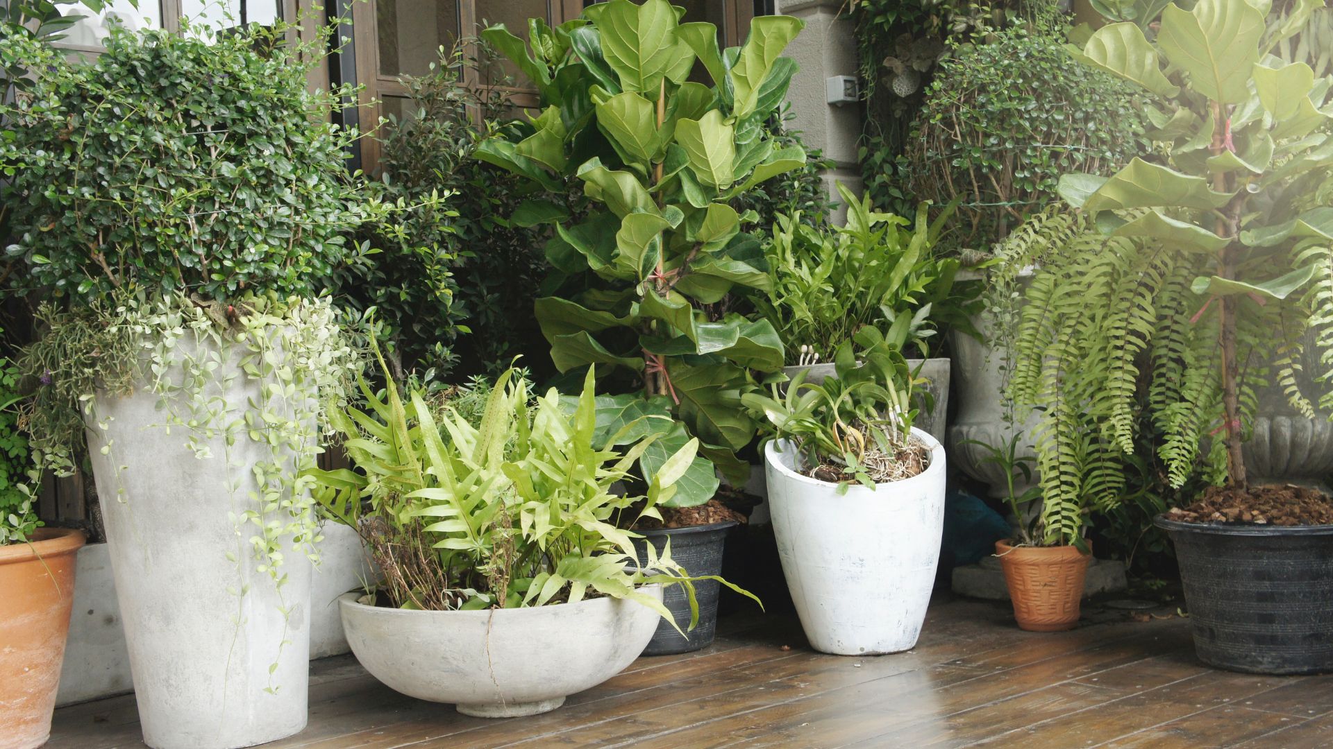 33 Patio Plants That Thrive In Pots And Containers